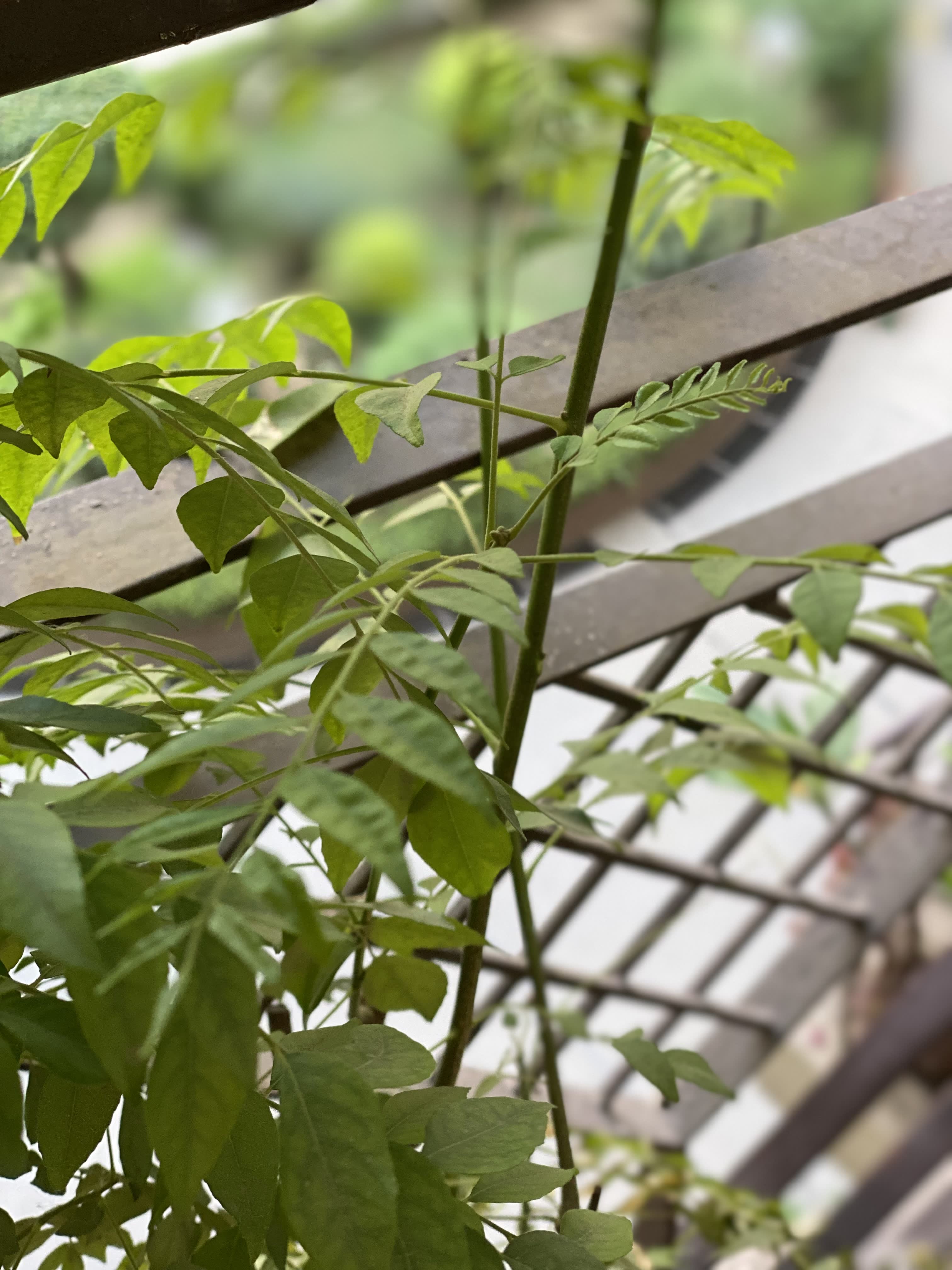 Curry leaves on a plant